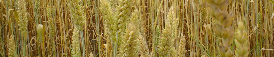 Долинський птахокомбінат